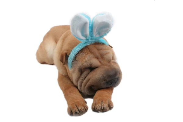 stock image Sharpei dog