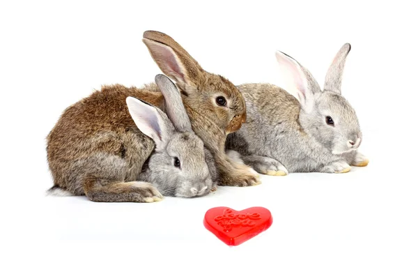 Giovani conigli curiosi — Foto Stock