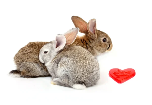 Любопытные молодые кролики — стоковое фото