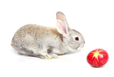 Easter rabbit clipart