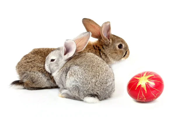 Easter rabbits — Stock Photo, Image