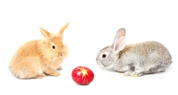 Påsk kaniner — Stockfoto