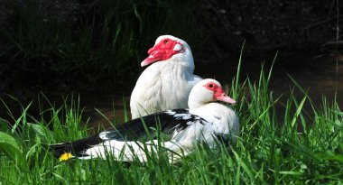 Muscovy Ducks clipart