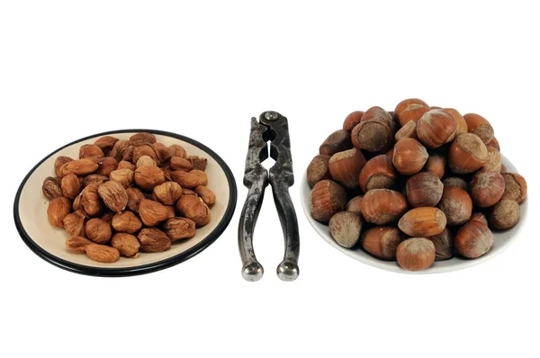 Hazelaar en noten — Stockfoto
