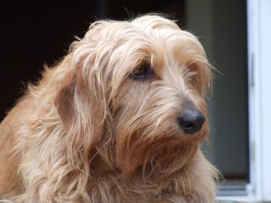 elmas terrier