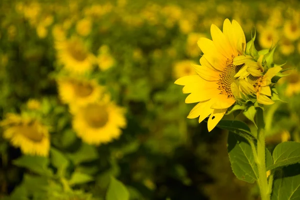 One outstanded sunflower and field of s — Stock Photo, Image