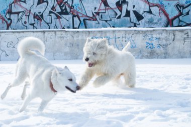 Samoyed ve Rus çoban köpeği