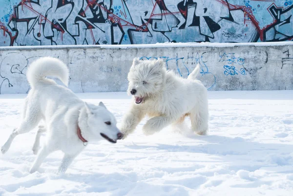 萨摩和俄罗斯牧羊犬 — 图库照片
