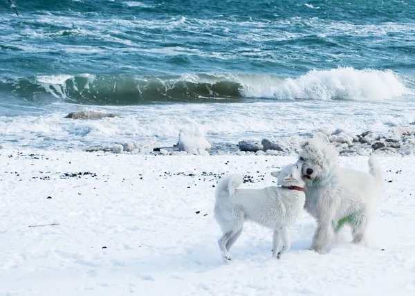 Samoyed e russo cão pastor — Fotografia de Stock