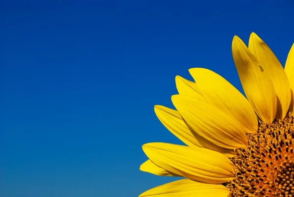Соняшник і яскраво-блакитне небо — стокове фото