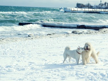 Samoyed ve Rus çoban köpeği