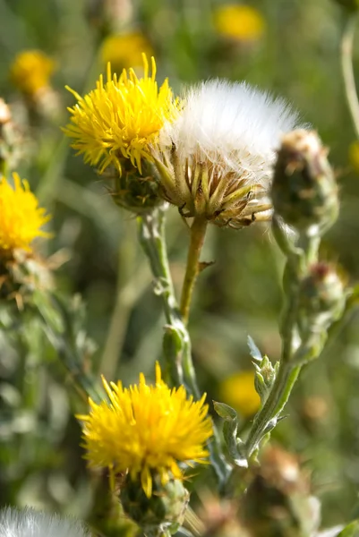 Sarı ve beyaz dandelions