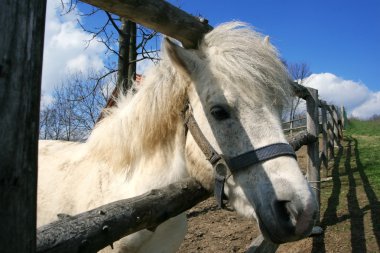 Melancholic pony clipart