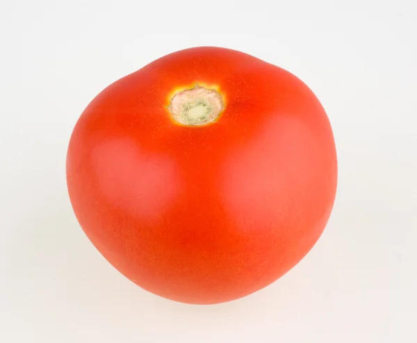 Tomateiro isolado sobre branco — Fotografia de Stock