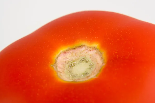 Tomaten isoliert auf weißer Nahaufnahme — Stockfoto