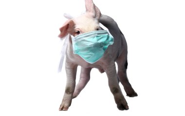 Swine and gauze bandage clipart