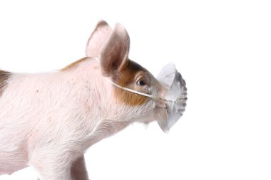 Swine and gauze bandage clipart