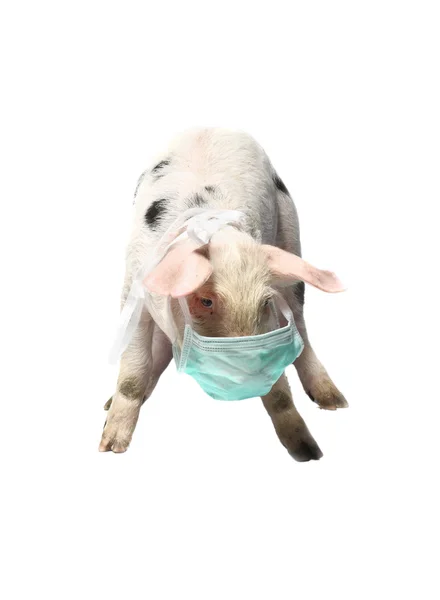 Schweine- und Mullbinden — Stockfoto