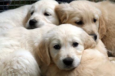 Golden retriever puppy clipart