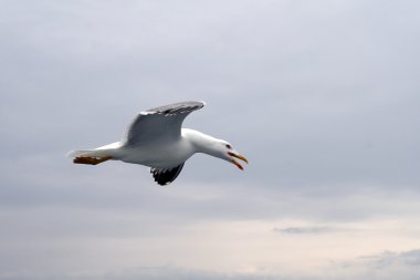 Seagull clipart