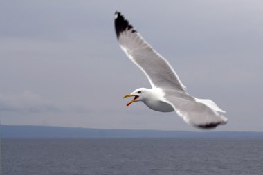 Seagull clipart