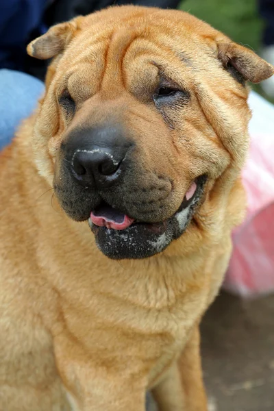 stock image Chinese Shar-Pei