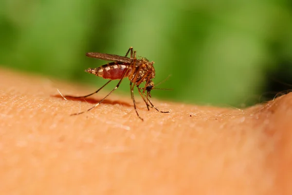 Komár — Stock fotografie