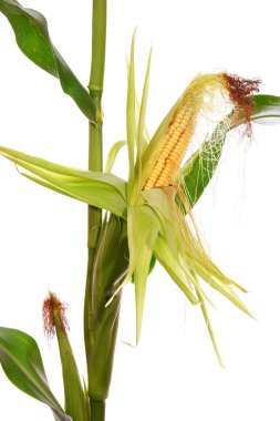 Corn clipart