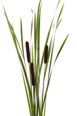 Cattails clipart