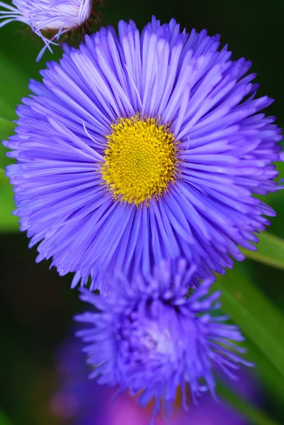Aster — Photo