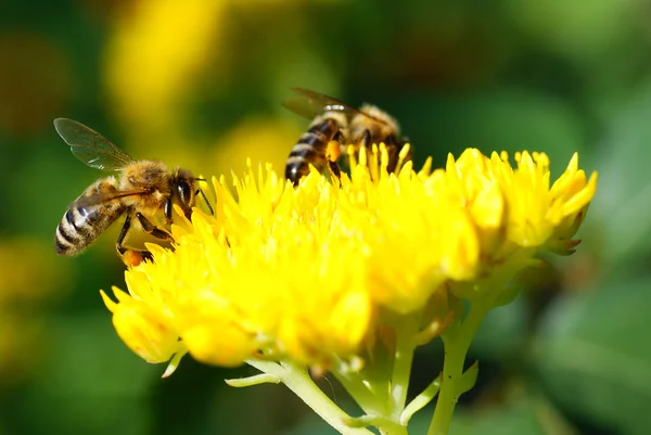 Včela — Stock fotografie
