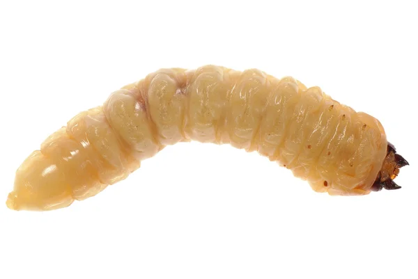 Larva. —  Fotos de Stock