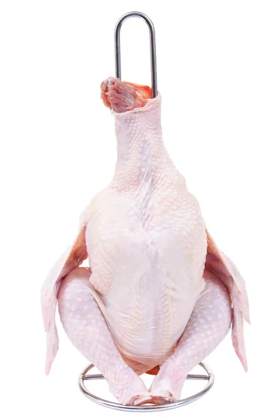 Pollo — Foto de Stock