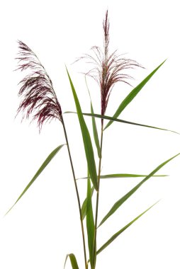 Reed clipart