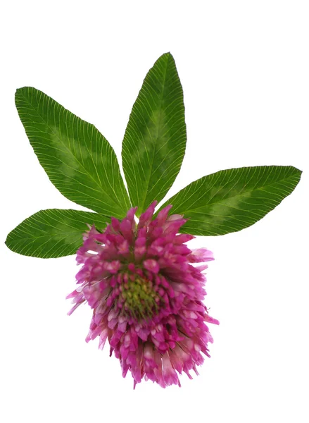 Four-leaf clover — Stock Photo, Image