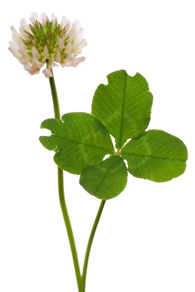 Čtyři leaf clover — Stock fotografie