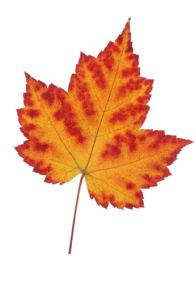 Leaf of autumn — Stock Photo, Image