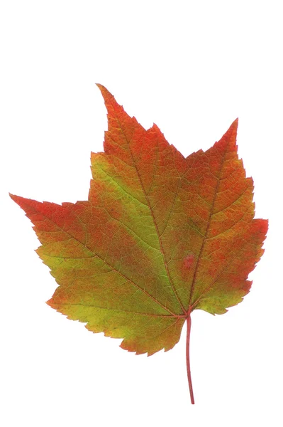 Листя осені — стокове фото