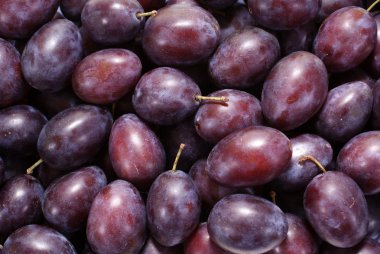 Plum clipart