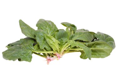 Spinach clipart