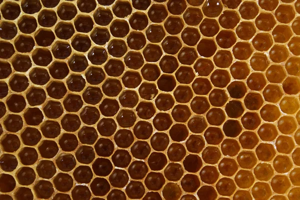 Мед — стокове фото