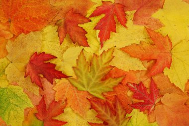 Leaf of autumn clipart