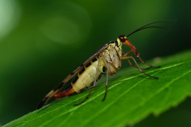 Scorpionfly