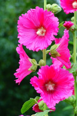 Hollyhock clipart