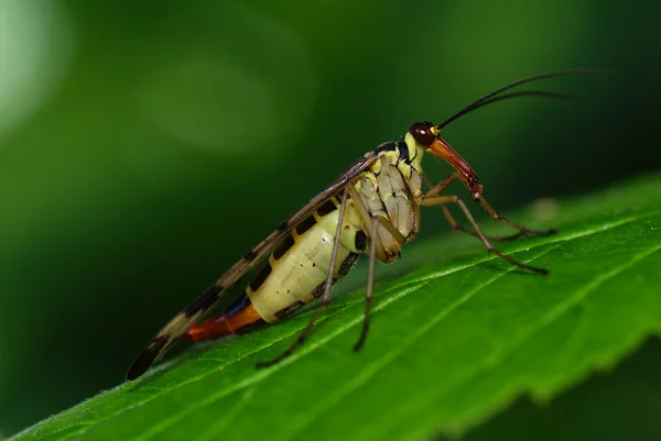 Scorpionfly — стокове фото
