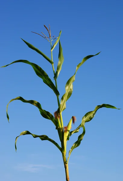 Corn blossom — Stock Photo, Image