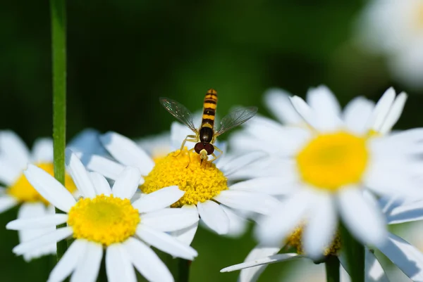 stock image Fly