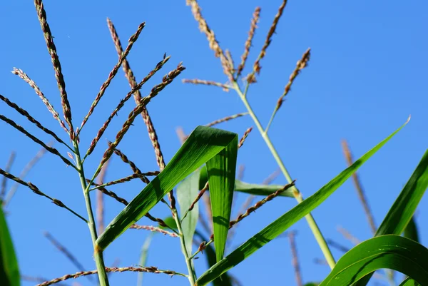 Кукурудза вишні — стокове фото