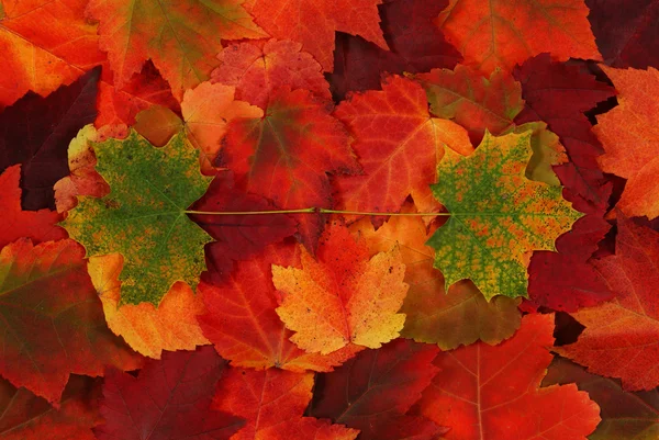 stock image Leaf of autumn
