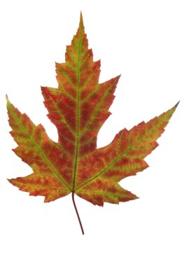 Leaf of autumn clipart